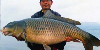 world record common carp 2015.jpg